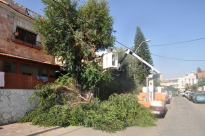   بالصور: بلدية اللد تطلق حملة لقطع وتقليم الأشجار الضخمة في حي الواحة الخضراء